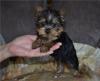 Puppies for sale United Kingdom, Belfast Yorkshire Terrier