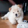 Puppies for sale Germany, Cologne Chow Chow