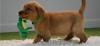 Puppies for sale Belgium, Brussels Labrador Retriever