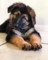 Puppies for sale Denmark, Aalborg German Shepherd Dog