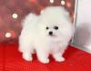Puppies for sale Belgium, Antwerp , Pomeranian 