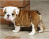 Puppies for sale Italy, Bolzano English Bulldog