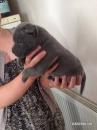 Puppies for sale Greece, Piraeus Staffordshire Bull Terrier