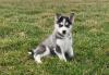 Puppies for sale Germany, Cottbus , Siberian husky
