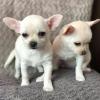 Puppies for sale Spain, Badalona Chihuahua