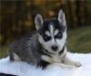 Puppies for sale Italy, Rapallo , Pomsky