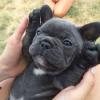Puppies for sale Cyprus, Paphos French Bulldog