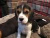 Puppies for sale Malta, Valletta Beagle