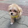 Puppies for sale Malta, Valletta , Maltipoo