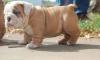 Puppies for sale Poland, Opole English Bulldog