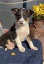 Puppies for sale Italy, Padua Border Collie