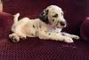 Puppies for sale Denmark, Kopenagen Dalmatian