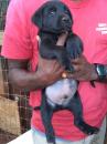 Puppies for sale Czech Republic, Jihlava , labrador