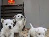Puppies for sale France, Paris West Highland White Terrier