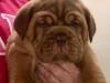 Puppies for sale Cyprus, Nicosia , Dogue De Bordeaux