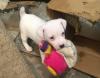 Puppies for sale Lithuania, Vilnius Jack Russell Terrier