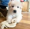 Puppies for sale Belgium, Bruges German Shepherd Dog