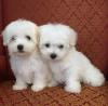 Puppies for sale Canada, Ontario, London Maltese
