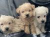 Puppies for sale Malta, Valletta , westipoo