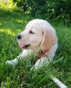 Puppies for sale Hungary, Budapest Golden Retriever