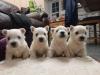 Puppies for sale Greece, Athens West Highland White Terrier