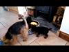Puppies for sale Sweden, Stockholm Welsh Terrier