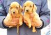 Puppies for sale Greece, Heraklion Dachshund