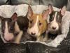 Puppies for sale Germany, Freiburg Bull Terrier
