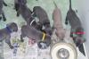 Puppies for sale Netherlands, Amsterdam Weimaraner