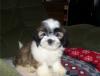 Puppies for sale Cyprus, Nicosia Lhasa Apso