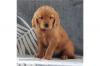 Puppies for sale Hungary, Budapest Golden Retriever