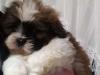 Puppies for sale Denmark, Kopenagen Shih Tzu