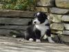 Puppies for sale Cyprus, Ayia Napa Border Collie