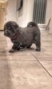 Puppies for sale Greece, Athens Tibetan Mastiff