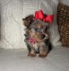 Puppies for sale Belgium, Brussels Yorkshire Terrier