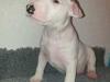 Puppies for sale Greece, Athens Bull Terrier