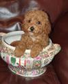 Puppies for sale Greece, Patra Toy-poodle