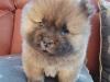 Puppies for sale Netherlands, Eindhoven Chow Chow