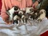 Puppies for sale Malta, Valletta Other breed, whippet