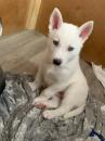 Puppies for sale Germany, Nuremberg Haski