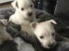 Puppies for sale Sweden, Stockholm West Highland White Terrier
