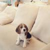 Puppies for sale Germany, Munich Beagle