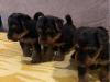 Puppies for sale Netherlands, Maastricht Welsh Terrier