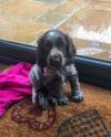 Puppies for sale Cyprus, Ayia Napa Cocker Spaniel