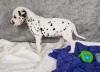 Puppies for sale Poland, Warsaw Dalmatian