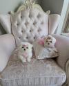 Puppies for sale Belgium, Antwerp Maltese