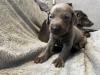 Puppies for sale Denmark, Kopenagen Weimaraner
