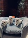 Puppies for sale Czech Republic, Prague Maltese
