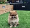 Puppies for sale Czech Republic, Olomouc Pomeranian Spitz
