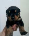 Puppies for sale USA, Alabama Rottweiler